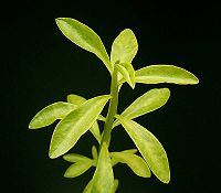 Euphorbia orthoclada