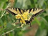 Tigre Oriental Swallowtail.jpg