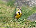 Thumbnail for File:Eastern meadowlark in CP (60072).jpg