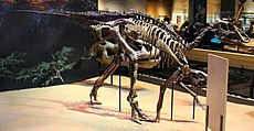 Fossilized skeleton found in Alaska of the Late Cretaceous duck-billed dinosaur Ugrunaaluk Edmontosaurus Perot Museum.jpg