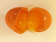 Egg with two yellows.jpg