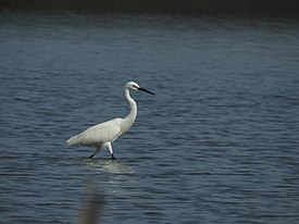 Egretta garzetta (Little Egret) Kuntul kecil