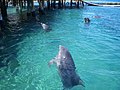 Eilat's Dolphinarium.jpg
