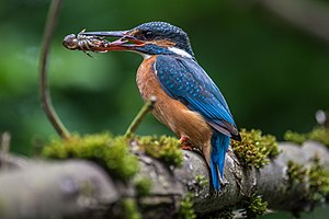 30. Platz: Hwbund Neu! mit Eisvogel-Weibchen mit erbeutetem Krebs im Geo-Naturpark Bergstraße-Odenwald