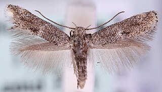 <i>Elachista orstadii</i> Species of moth