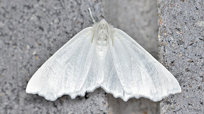 Moth (Lepidoptera)