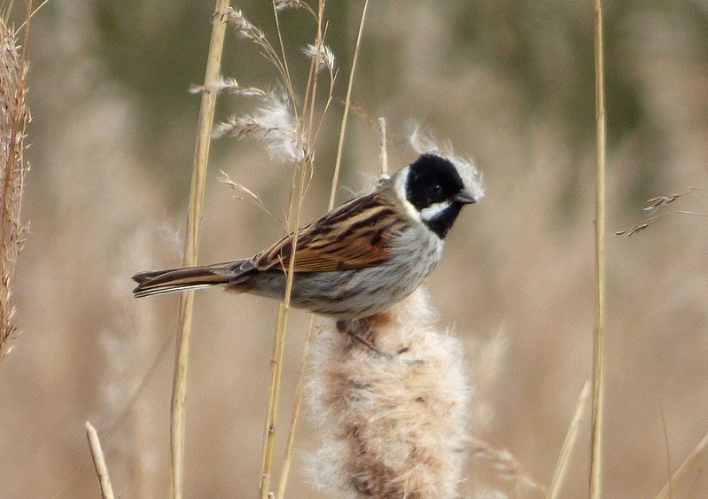 File:Emberiza schoeniclus. Reed Bunting (32795122923).jpg