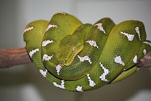 Green dog's head curler (Corallus caninus)