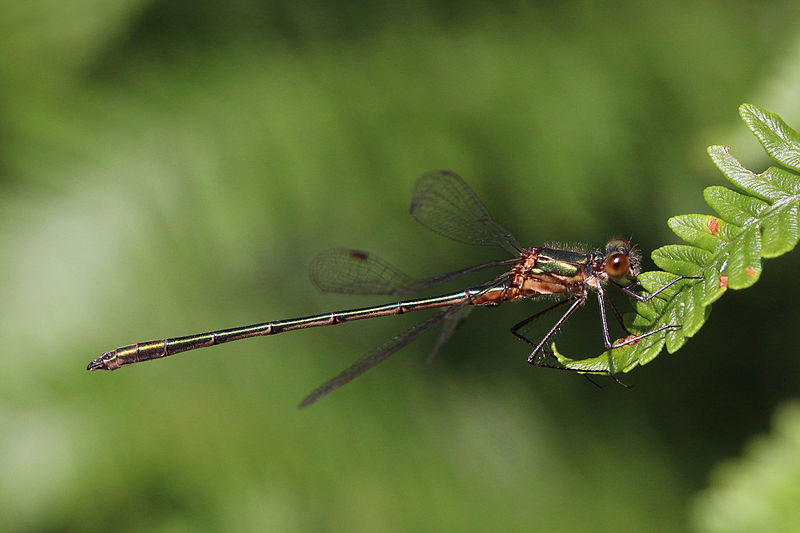 File:Emerald damselfly (Lestes sponsa) immature male.jpg