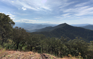 Bosque de pino-encino de la Sierra Madre del Sur, Coalcomán