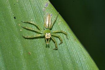 Epeus flavobilineatus