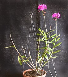 Epidendrum denticulatum plant.jpg