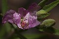 Epilobium minutum