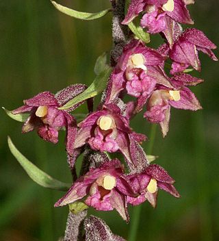 <i>Epipactis atrorubens</i> Species of orchid