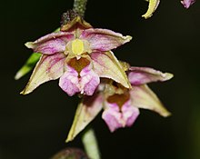 Epipactis helleborine - Flora.jpg