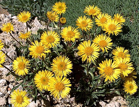 Erigeron aureus.jpg