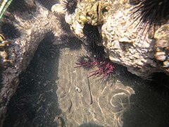 File:Erizos de mar y corales.jpg (Category:Echinodermata)