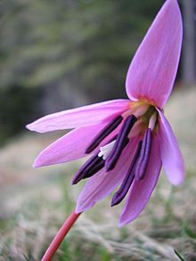 Erythronium dens-canis