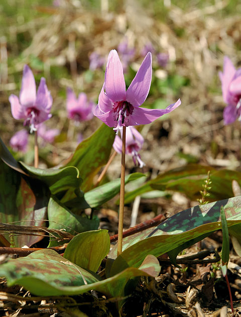 Эритрониум. Эритрониум Кандык. Кандык Сибирский. Кандык (Erythronium). Кандык японский.