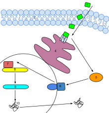 An ethylene signal transduction pathway. Ethylene permeates the membrane and binds to a receptor on the endoplasmic reticulum. The receptor releases the repressed EIN2. This then activates a signal transduction pathway which activates a regulatory genes that eventually trigger an Ethylene response. The activated DNA is transcribed into mRNA which is then translated into a functional enzyme that is used for ethylene biosynthesis. Ethylene Signal Transduction.svg
