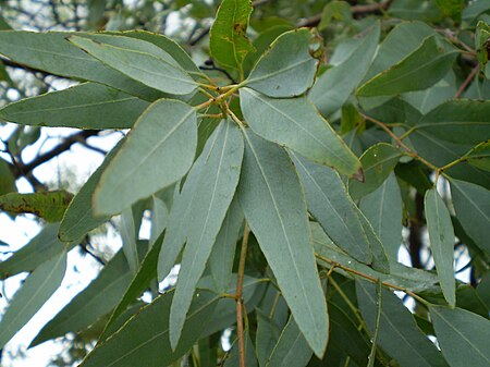 Eucalyptus_staigeriana