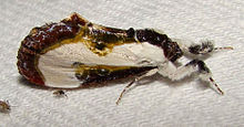 Eudryas grata – Kayu yang Indah-nymph Moth.jpg