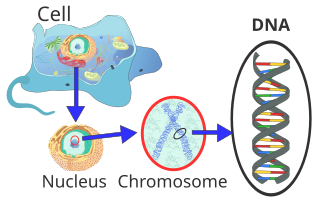 Location of eukaryote nuclear DNA within the chromosomes Eukaryote DNA-en.svg