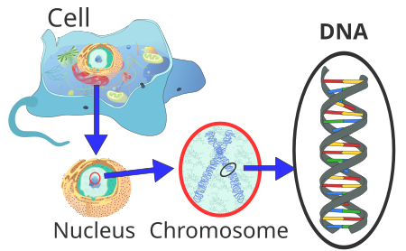 ไฟล์:Eukaryote_DNA-en.svg