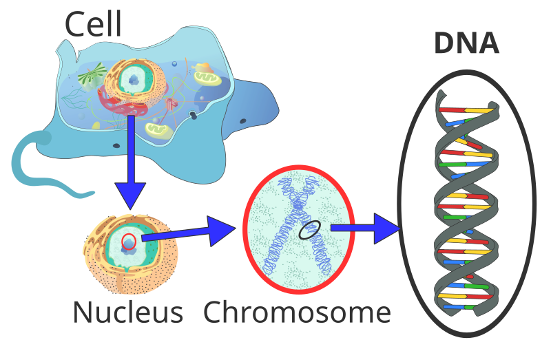 DNA’s location in the cell.^[[Image](https://commons.wikimedia.org/wiki/File:Eukaryote_DNA-en.svg) by [Radio89](https://commons.wikimedia.org/w/index.php?title=User:Radio89&action=edit&redlink=1) is licensed under [CC BY-SA 3.0](https://creativecommons.org/licenses/by-sa/3.0/deed.en)]