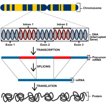 DNA is transcribed into mRNA, introns are spliced during post-transcriptional regulation, and the remaining exons comprise the mRNA. Eukaryotic Transcription.svg