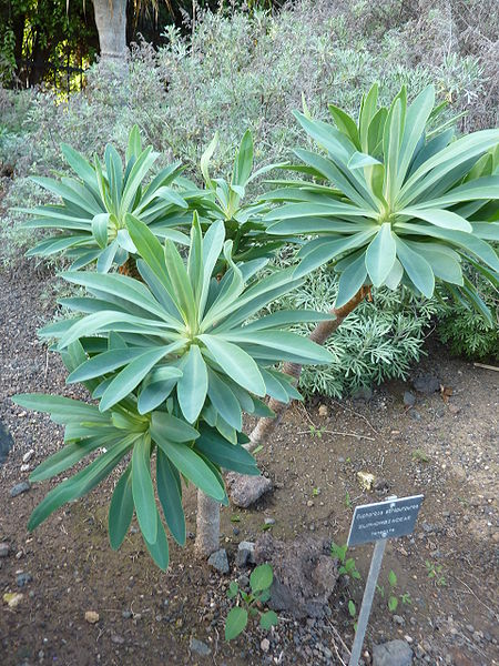 File:Euphorbia atropurpurea.jpg