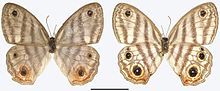 Euptychia attenboroughi ayol dorsal (chapda) en ventral (o'ngda) .jpg