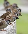 * Nomination A line of Eurasian Tree Sparrows (Passer montanus) perching on an elevated platform, KL, Malaysia. --GerifalteDelSabana 05:38, 12 July 2018 (UTC) * Promotion  Support Good quality. --Ermell 06:13, 12 July 2018 (UTC)