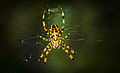 European Garden Spider Kruisspin.jpg