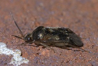<i>Eurychilopterella luridula</i> Species of true bug