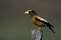 Evening Grosbeak Male.jpg