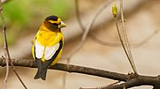 Thumbnail for File:Evening Grosbeak above Sylvan water.jpg