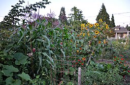 Everett Community Garden