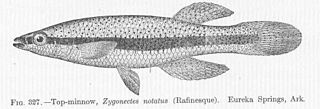 <span class="mw-page-title-main">Blackstripe topminnow</span> Species of fish