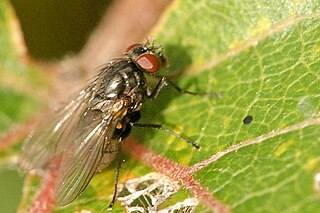 <i>Fannia armata</i> Species of fly