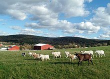Farm Sanctuary's shelter in upstate New York provides a home to hundreds of rescued goats, sheep, cows, pigs, poultry, rabbits, and other farm animals. FarmSanctuary.JPG