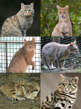 1-й ряд: лесной кот, камышовый кот; 2-й ряд: китайская кошка, степной кот; 3-й ряд: барханный кот, черноногая кошка