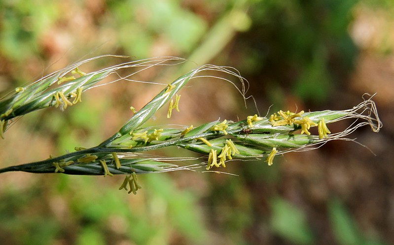 File:Festuca gigantea Kiev2.jpg