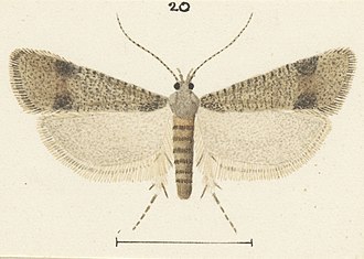 Fig 20 MA I437919 TePapa Plate-LVIII-A-supplement full (cropped).jpg