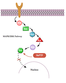 Figure 3: even without activation by a ligand bound to the receptor (R1), the MAPK pathway normally shows basal activity (at low levels). However, HePTP counteracts this activity. Figure 3.png