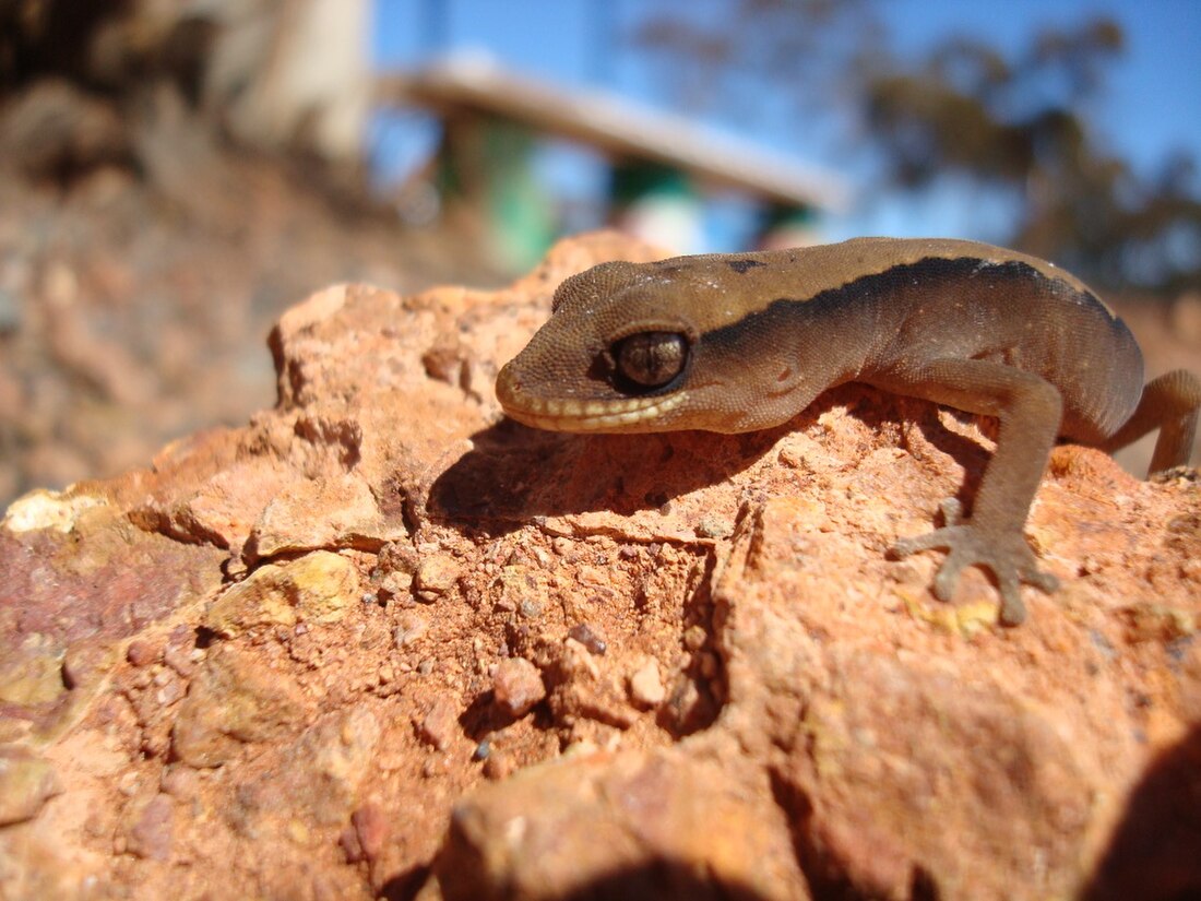 Crenadactylus ocellatus