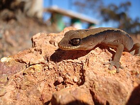 Beskrivelse af Fingals gecko.jpg-billedet.