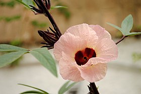 Detalhe de uma flor, frequentemente usada como planta ornamental
