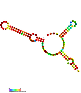 FnrS RNA