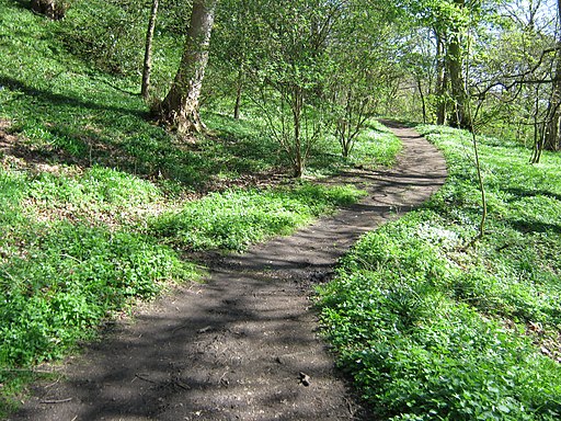 Footpath in Great High Wood Durham City - geograph.org.uk - 2354182